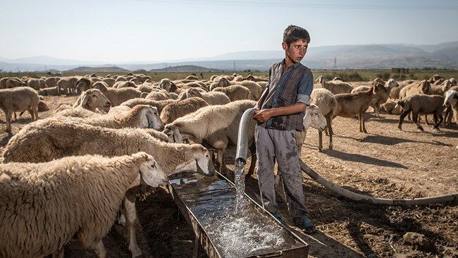 فارس جایگاه نخست تولید دام سبک کشور را دارد 