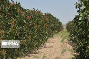 خشک سالی کے باوجود 20 اہم زرعی مصنوعات کی پیداوار میں ایران کا واحد ہندسہ ہے
