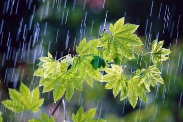 بارش ۶ میلی‌متری باران در برزک کاشان