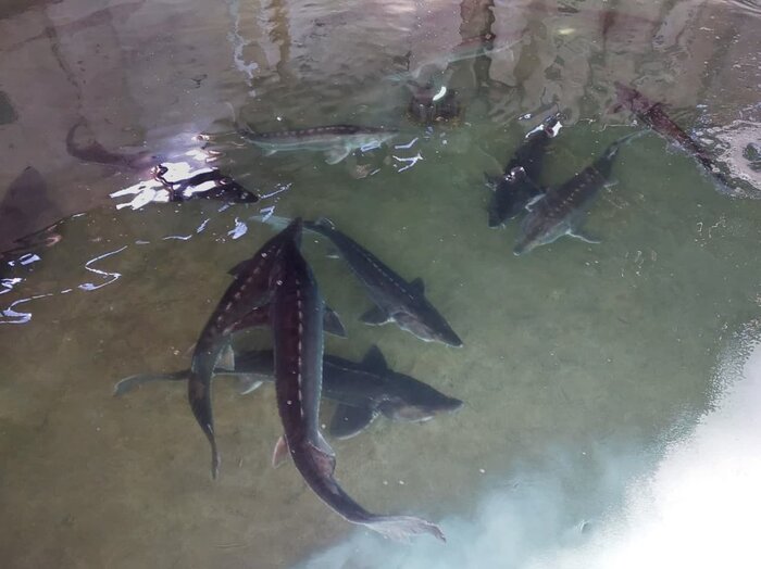 رونق شیلات در دل کویر؛ تولید بیش از سه هزار تن گوشت ماهی در خراسان جنوبی