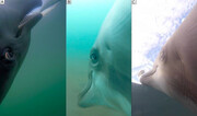 دلفین‌ها در حین شکار طعمه دوربین‌ها شدند + فیلم