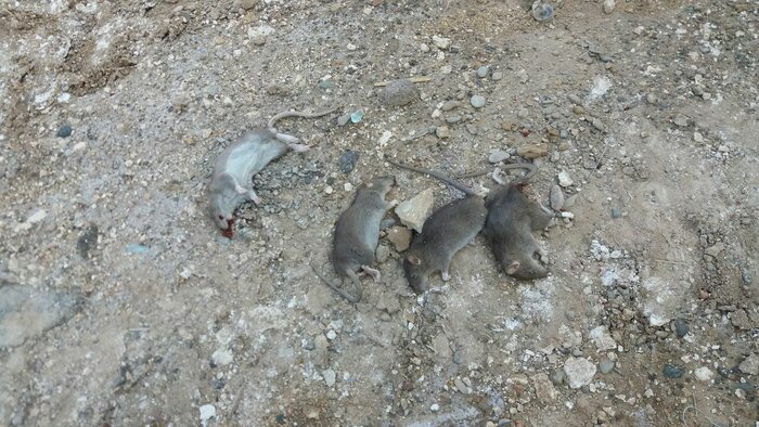 جولان مغرورانه موشها در قم