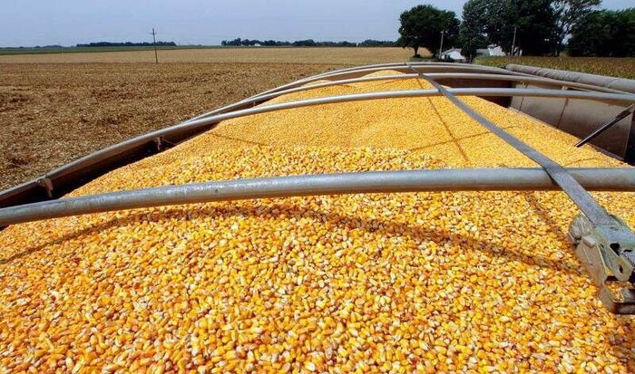 نماینده مجلس : برای خودکفایی سه نهاده جو، ذرت و سویا هدف گذاری شده است