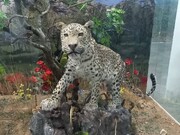 پلنگ آکَنده سازی شده به موزه حیات وحش ایلام انتقال یافت