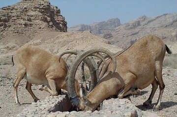 مدیرکل حفاظت محیط زیست:البرزی ها به کمک زیستگاه های استان بشتابند