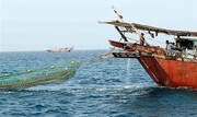 ۸۰۰ کیلوگرم ماهی صید غیرمجاز در آب‌های بندر بوشهر کشف شد