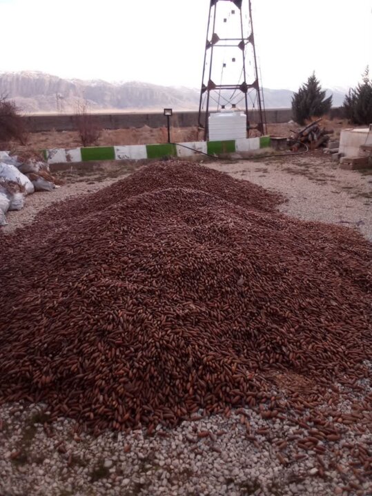 کشف پنج تن بذر بلوط قاچاق در ارژن فارس زمینه ساز احیای جنگل های زاگرس 