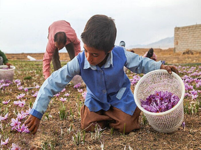 جسم رنجور طلای سرخ در منگنه خشکسالی و بی‌مهری 