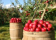 ۸۵۰ هزار تن سیب درختی در آذربایجان‌غربی ذخیره شد