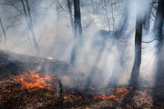 وقوع آتش‌سوزی در جنگل‌های گالیکش