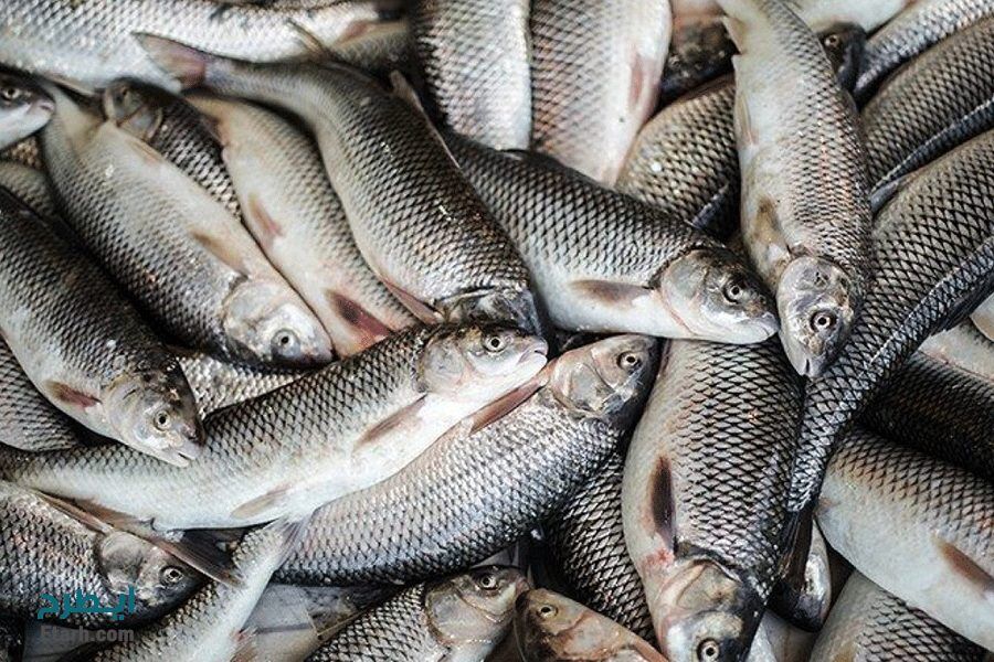 سالانه یک هزار تن ماهی در سرپل‌ذهاب تولید می‌شود