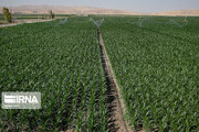 کرمانشاه چهار درصد تولیدات کشاورزی کشور را به خود اختصاص داده است