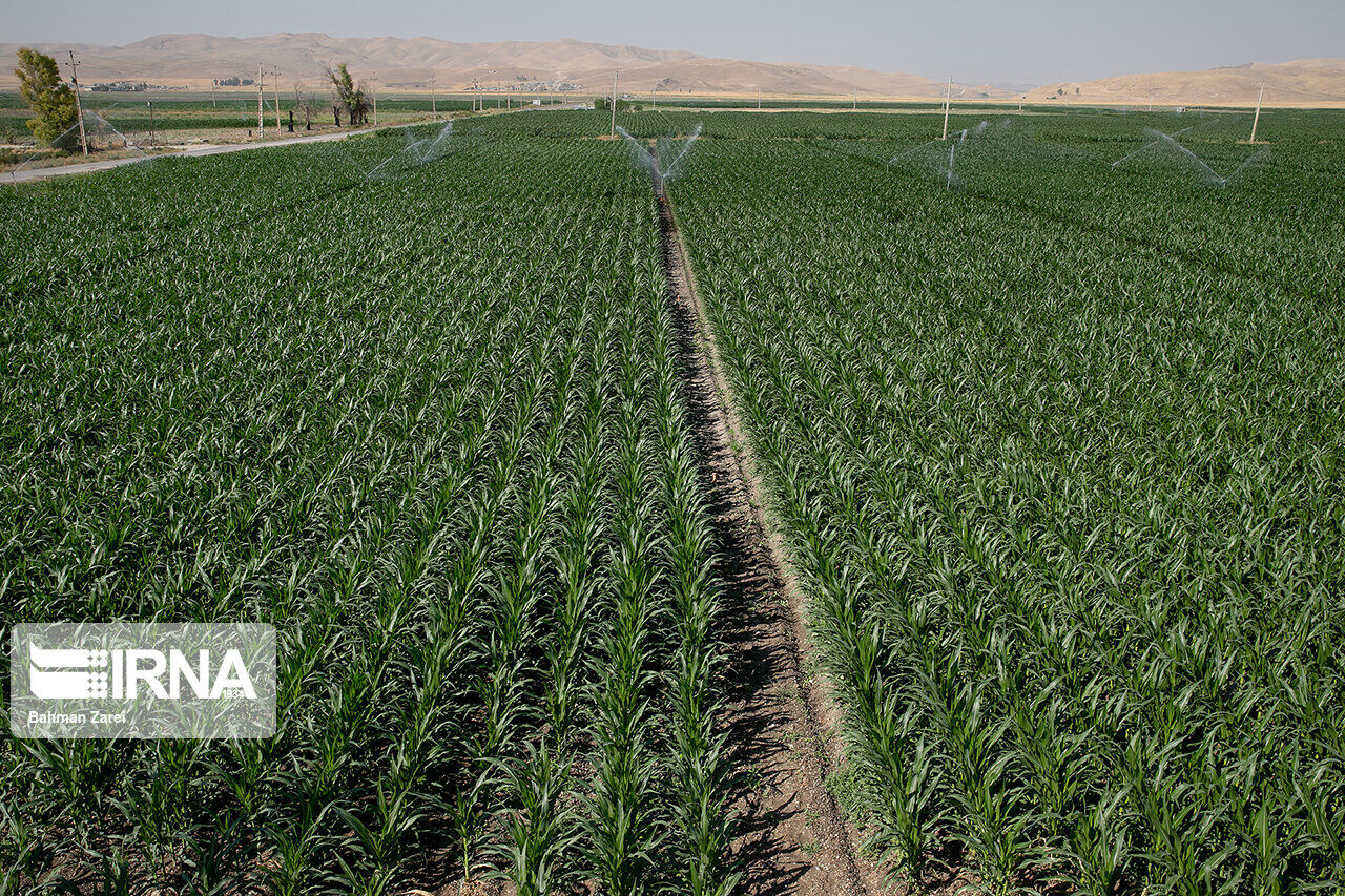 افزون بر ۱۷ هزار فقره بیمه‌نامه در بخش کشاورزی کردستان صادر شد
