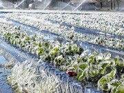 جهاد کشاورزی خراسان رضوی نسبت به یخ‌زدگی محصولات پاییزه هشدار داد