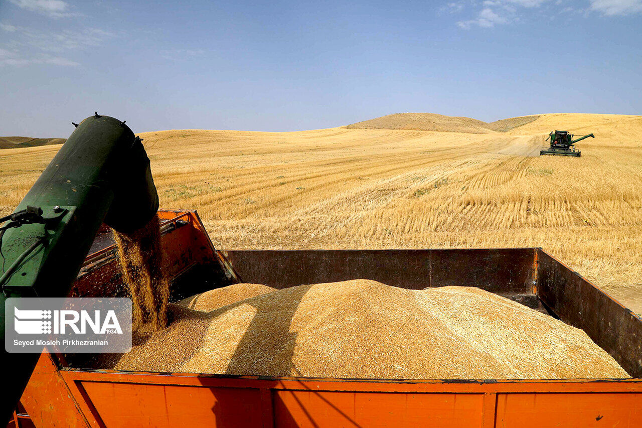 میزان خرید گندم در ایلام ۶۰ درصد افزایش یافت