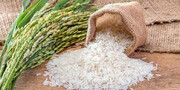 روش جدید تولید برنج؛ گامی به سوی  امنیت غذایی بیشتر