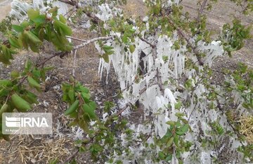 خسارت یخبندان به مزارع زعفران و باغات تربت‌حیدریه گسترده است