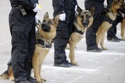 سگ‌های پلیس آلمان معترضان را زخمی کردند