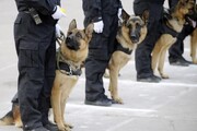 Los perros de la policía alemana hirieron a los manifestantes 