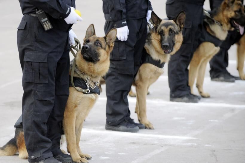 Des chiens policiers allemands ont blessé les manifestants