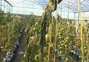 جهاد کشاورزی استان اردبیل: گلخانه‌داران مواظب باد شدید و افت دما باشند