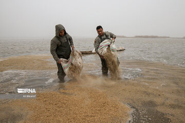 Nourrir les oiseaux sauvages dans la zone humide de Hour-ol-azim (frontière irano-irakienne)