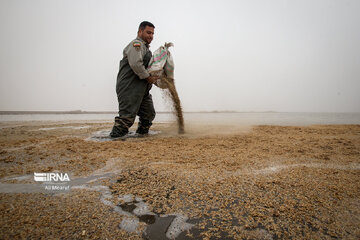 Nourrir les oiseaux sauvages dans la zone humide de Hour-ol-azim (frontière irano-irakienne)