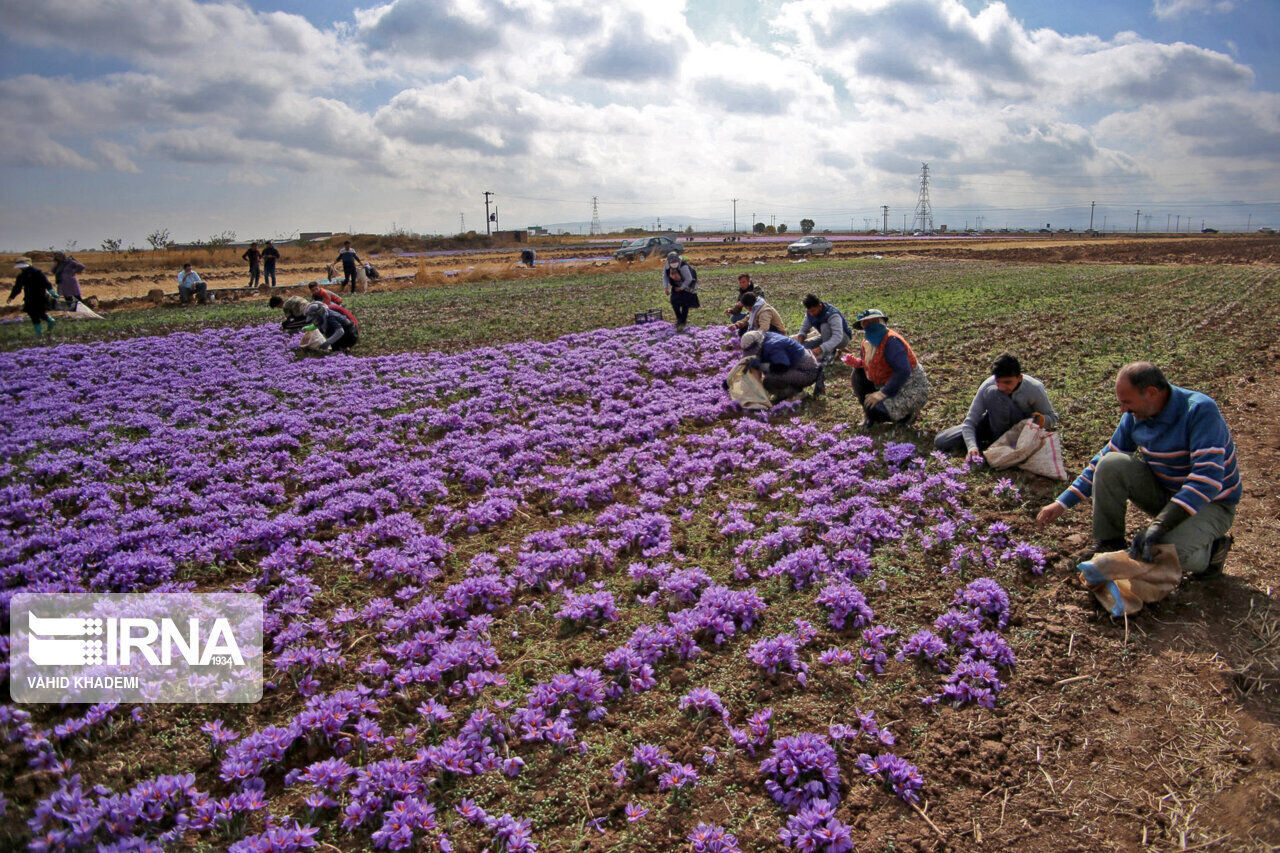 Irans Safranproduktion ist um 20% gestiegen