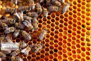 ۲۵۰ طرح زنبورداری در ایلام با حمایت کمیته امداد اجرایی شد