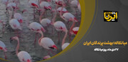 فیلم | میانکاله؛ بهشت پرندگان ایران