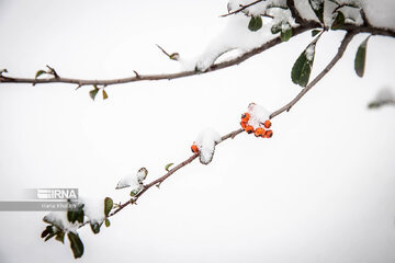 Iran : Balade dans la neige