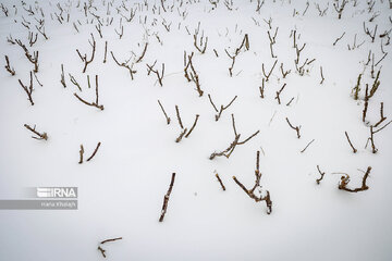 Iran : Balade dans la neige