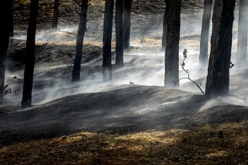 ۷۰ درصد آتش سوزی جنگل منطقه الندان کیاسر مازندران مهار شده است 