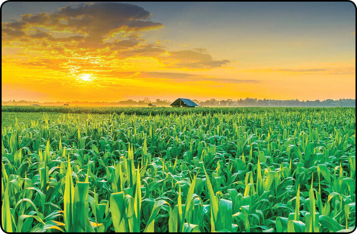 بهرهوری نوآور، راهبردی برای انقلاب در کشاورزی مازندران