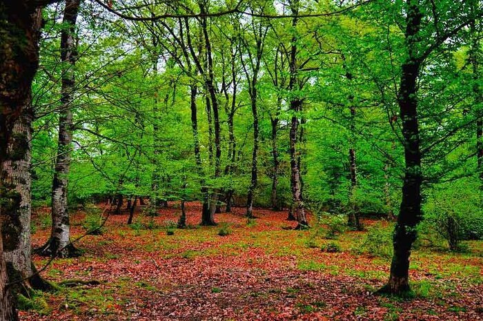 تعبیر رویِ خوش گردش خانوادگی در بوستان‌های جنگلی مازندران