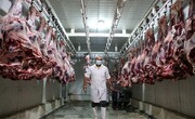 توزیع گوشت گرم قرمز تنظیم بازار در البرز آغاز شد