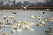 Guests of Sorkhroud Wetland