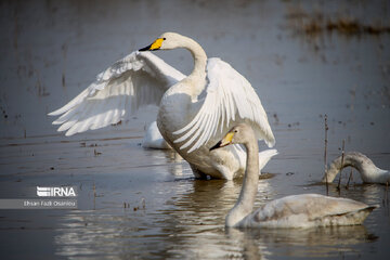 Guests of Sorkhroud Wetland