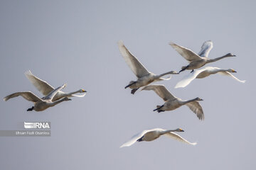 Guests of Sorkhroud Wetland