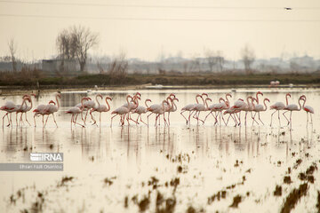 Guests of Sorkhroud Wetland