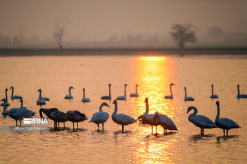 Guests of Sorkhroud Wetland