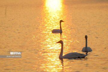 Guests of Sorkhroud Wetland