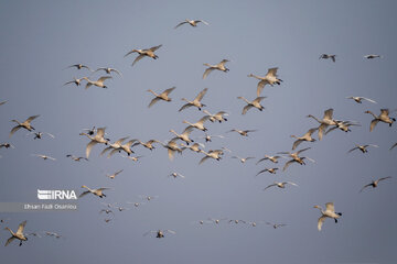 Guests of Sorkhroud Wetland