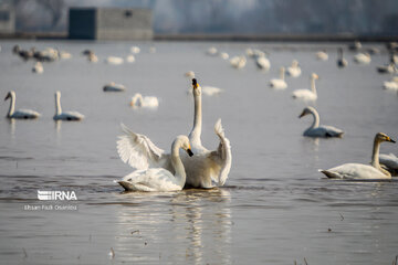 Guests of Sorkhroud Wetland