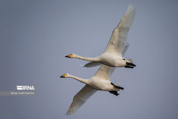 Guests of Sorkhroud Wetland