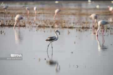 Guests of Sorkhroud Wetland