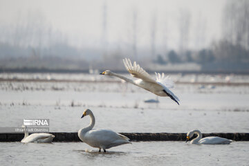 Guests of Sorkhroud Wetland