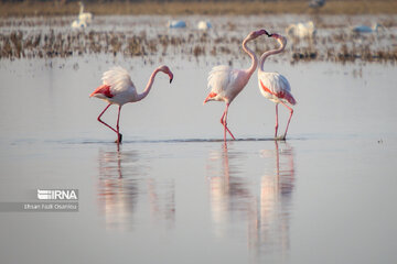 Guests of Sorkhroud Wetland