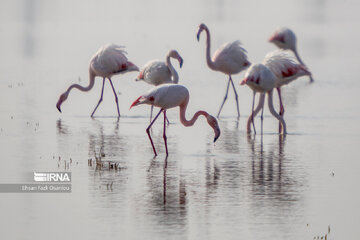 Guests of Sorkhroud Wetland