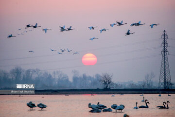 Guests of Sorkhroud Wetland